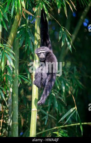 India, Tripura Stato, Gumti Wildlife Sanctuary, Western hoolock gibbon (Hoolock hoolock), maschio adulto Foto Stock