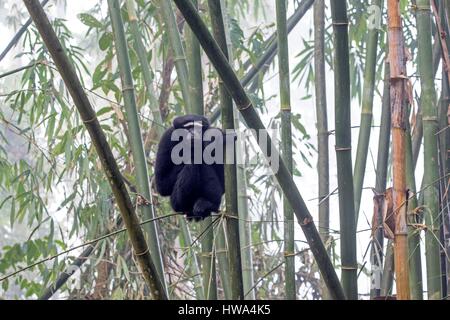 India, Tripura Stato, Gumti Wildlife Sanctuary, Western hoolock gibbon (Hoolock hoolock), maschio adulto Foto Stock