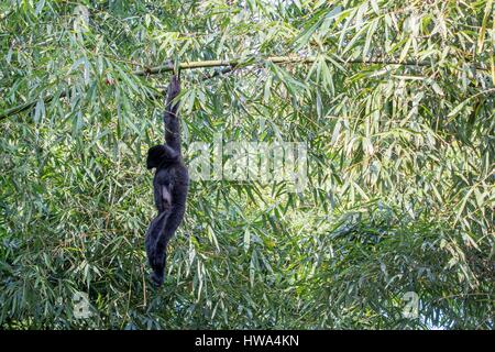 India, Tripura Stato, Gumti Wildlife Sanctuary, Western hoolock gibbon (Hoolock hoolock), maschio adulto Foto Stock