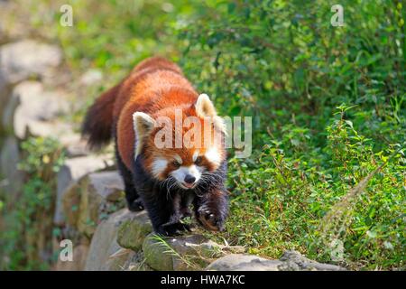 Cina, Sichuan, Base di ricerca di Panda Gigante di allevamento o di Chengdu Panda Base, panda rosso (Ailurus fulgens), captive Foto Stock