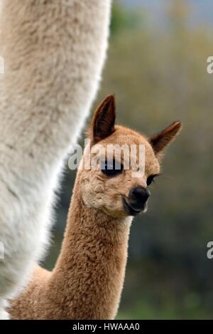 Francia, Vosges, La Bresse, la Basse des Feignes, la Montagne des Lamas, sollevamento lama e alpaca, Alpaca 3 anni Foto Stock