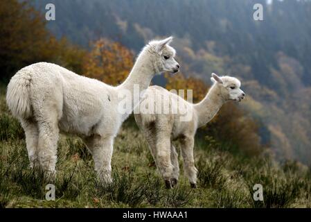 Francia, Vosges, La Bresse, la Basse des Feignes, la Montagne des Lamas, il sollevamento della lama e alpaca, giovani alpagas Foto Stock