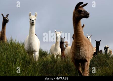 Francia, Vosges, La Bresse, la Basse des Feignes, la Montagne des Lamas, il sollevamento della lama e alpaca Foto Stock