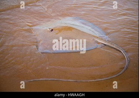 Francia, Guiana, Cayenne, Rémire-Montjoly beach, Stingray naso lungo raggio (Dasyatis guttata) spiaggiata temporaneamente Foto Stock