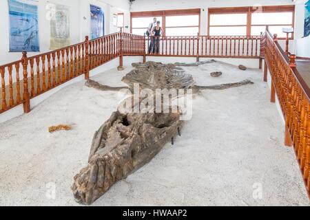 La Colombia, Boyaca reparto, attorno a Villa de Leyva, El museo fossile con uno scheletro Kronosaurus Foto Stock