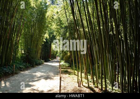 Francia, Gard Anduze, scanalatura di bambù di PraFrance creato nel 1856 etichettati Jardin Remarquable, Cinese Palm tree a piedi Foto Stock