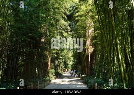 Francia, Gard Anduze, scanalatura di bambù di PraFrance creato nel 1856 etichettati Jardin Remarquable, Cinese Palm tree a piedi Foto Stock