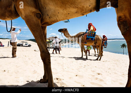 Il Brasile, Rio-Grande-do-Norte, Natal Mar-de-Areia, cammello passeggiata turistica sulla spiaggia Foto Stock