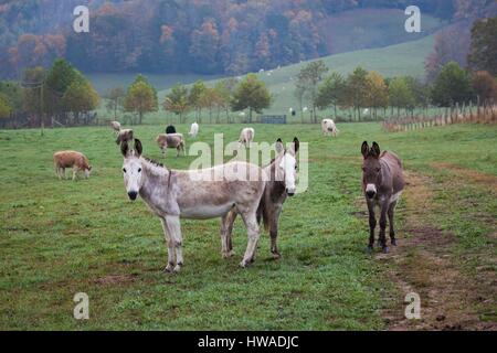 Stati Uniti, Nord Carolina, Valle Crucis, asini Foto Stock