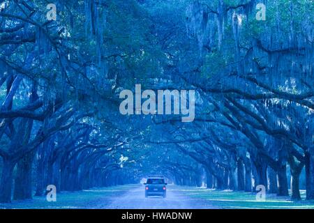 Stati Uniti, Georgia, savana, Wormsloe sito storico dello Stato, Live Oak Avenue, 400 di lecci linea la strada per l'ex Wormsloe Plantation Foto Stock