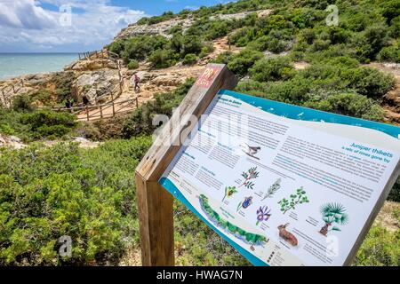 Il Portogallo, regione di Algarve, sul sentiero Percurso dos Sete Vales Suspensos, 6 km di sentiero costiero da Carvoeiro a Praia Marinha Foto Stock