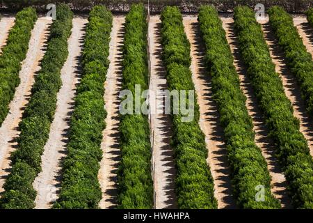 Il Cile, Valle Elqui, Rivadavia, vista valle con frutteti Foto Stock