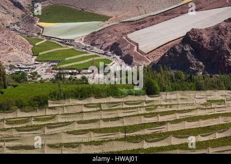 Il Cile, Valle Elqui, Rivadavia, vista valle con frutteti Foto Stock