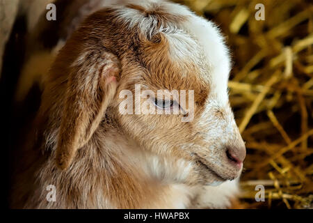 Piccoli lattanti di capra Foto Stock