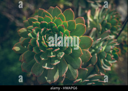 Close up verode piante succulente delle isole Canarie Foto Stock