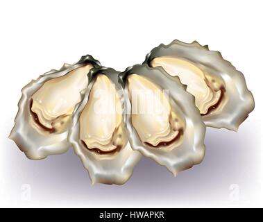 Ostriche con shell su sfondo bianco Illustrazione Vettoriale