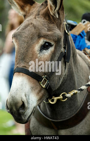 Pack burro (asino), Idaho Springs Tommyknockers Mining Days Festival e pacco gara di burro, Idaho Springs, Colorado, STATI UNITI D'AMERICA Foto Stock