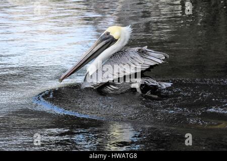 Pellicani nuotare in un stagno Foto Stock