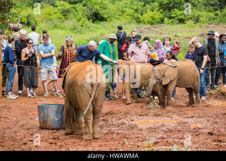 NAIROBI - 18 dicembre: turisti stroking baby elefanti nell'elefante orphange a Nairobi in Kenya il 18 dicembre, 2015 Foto Stock