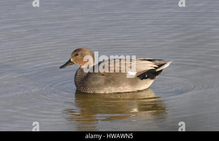 Canapiglia maschio (Anas strepera). Dungeness Riserva Naturale, Dungeness, Kent, Regno Unito Foto Stock