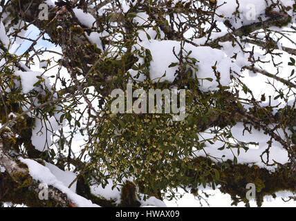 Unione a bacca bianca (Vischio Viscum album) cresce in una coperta di neve albero da frutta nel villaggio e stazione sciistica di Morillon. Morillon, Haute-Savoie, Foto Stock