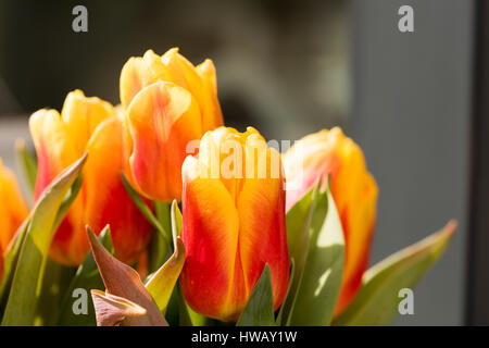 Orange Tulip Blossoms con foglie verdi in alta risoluzione - Macro Foto Stock