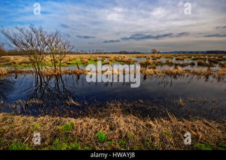Meerbruchwiesen, riserva naturale tra Winzlar e Steinhuder Meer. Schwimmender Wiesen am Steinhuder Meer. Foto Stock