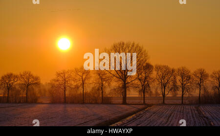 Sole sorge alle spalle di una fila di alberi e illumina i campi innevati con una partenza Stormo di oche su sun Foto Stock