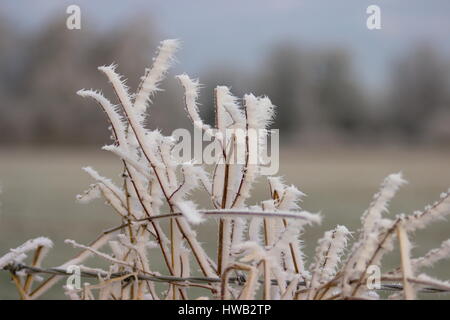 Frosty alberi Wooton St Lawrence Hampshire Inghilterra Foto Stock