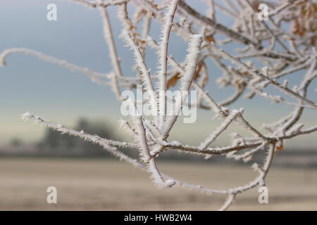 Frosty alberi Wooton St Lawrence Hampshire Inghilterra Foto Stock