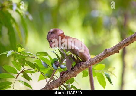 Sri Lanka, Yala National patk, Toque macaque (Macaca sinica) Foto Stock