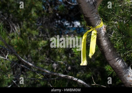 Soleggiato nastro giallo legato attorno ad un albero di pino. Foto Stock