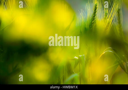 Sfocata giallo e verde e fiori di primavera Foto Stock