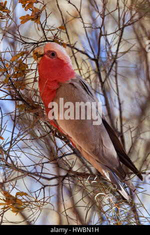 Un Rose-Breasted Cacatua (Eolophus roseicapilla), nel Territorio del Nord, l'Australia Foto Stock