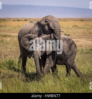 In Safari Masai Mara, kenya. baby elefanti giocando. Foto scattata durante il safari in 2013. Foto Stock