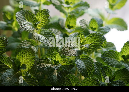 La menta cresce in una pentola coperta contenitore per piante Foto Stock