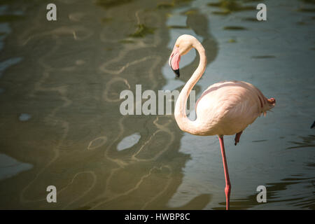 Flamingo (Phoenicopterus) - KL Bird Park, Malesia - 2016 Foto Stock