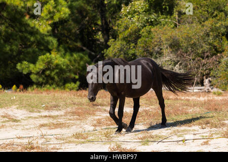 Wild Horse (Equus feral) in Currituck National Wildlife Reserve, NC, Stati Uniti d'America Foto Stock