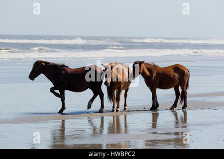 Tre Wild Horse (Equus feral) sulla spiaggia di Currituck National Wildlife Reserve, NC, Stati Uniti d'America Foto Stock