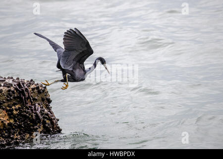 Pacific Reef Heron la cattura di pesce Foto Stock