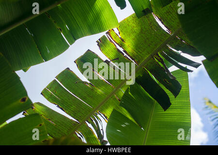 foglie di banano Foto Stock