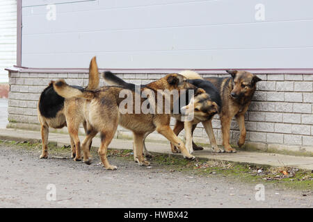 Molti cani randagi giocare gli uni con gli altri Foto Stock