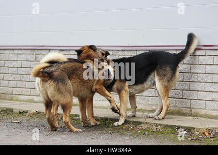 Molti cani randagi giocare gli uni con gli altri Foto Stock