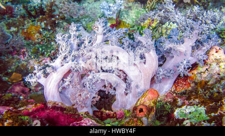 Una Dendronephthya soft coral cresce sul bordo di una parete Frewen in Raja Ampat, Indonesia Foto Stock