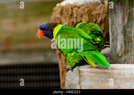 Rainbow lori (Trichoglossus moluccanus) appollaiato nel contenitore. Colorate, curioso, un ingegnoso sistema di uccelli. Foto Stock