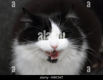 Gatto norvegese Foto Stock