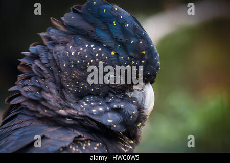 Red-tailed Black-cacatua Foto Stock