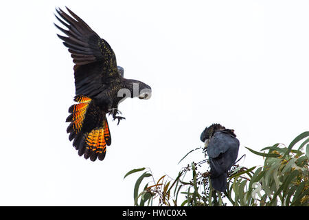 Red-tailed Black-cacatua Foto Stock