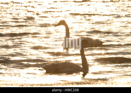 Whooper cigni a Rongcheng, Shandong,Cina Foto Stock