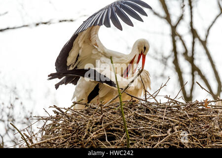 Corteggiamento di cicogna bianca e comportamento di accoppiamento. Riehen, Canton Basilea-Città, Svizzera. Foto Stock